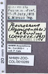 Etikette zu Agraripenthes (Agaripenthes) helvolus (NHMW-ZOO-COL-0010289)